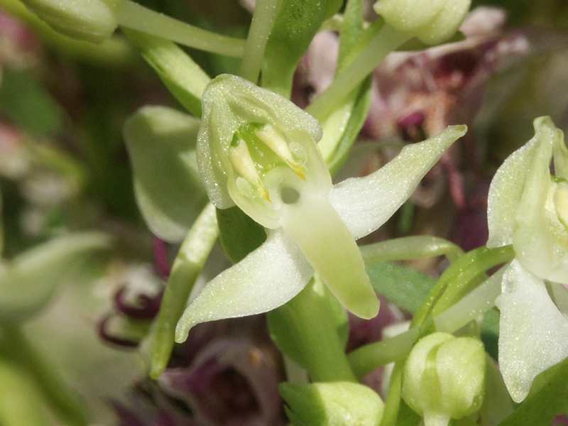 (20424)Platanthera chlorantha,fleur
